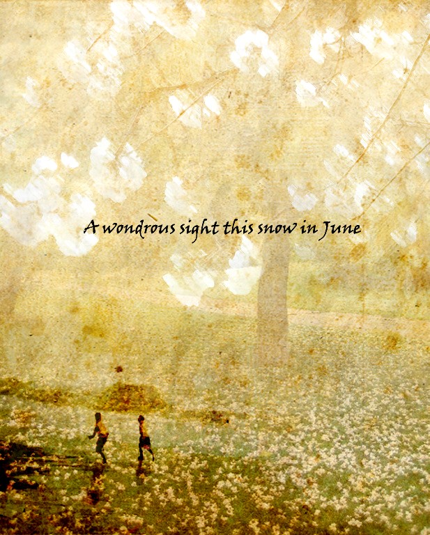 White Flowers Falling from Tree